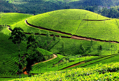 munnar kerala