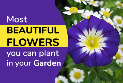 15 Types Of Flowers You Should Have In Your Garden